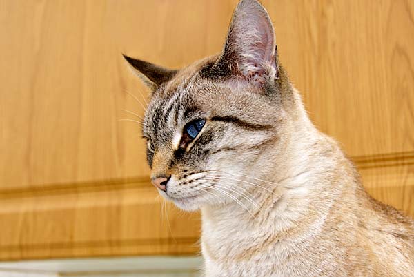 Siamese Cat